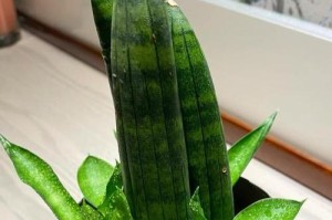 以虎皮兰换盆后焉了怎么办？（教你正确换盆、管理、保养虎皮兰）