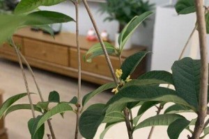 正确浇水让你的桂花树茁壮成长（掌握浇水技巧，打造健康的桂花树）