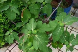 如何正确剪枝大无花果树（掌握剪枝技巧，让大无花果树健康成长）