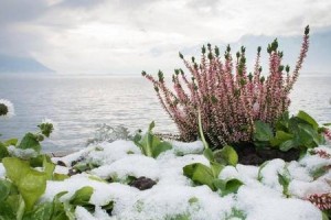 冬季特别适合种植的15种植物推荐（冬季特别适合种植的15种植物推荐）