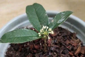 木槿春发叶，盛夏绽芳华（木槿花的生长过程及关键点分析）