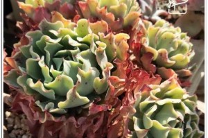 梦椿多肉的养护技巧（打造高颜值的多肉花园）