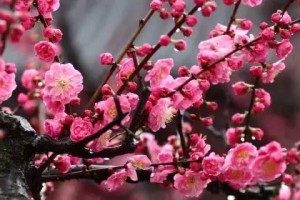 花开吉祥，好运常伴（探寻代表吉祥好运的花卉）
