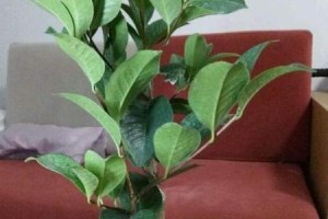 怎样养护金玉满堂才能开花？（金玉满堂养护技巧，让您家中绿意盎然）