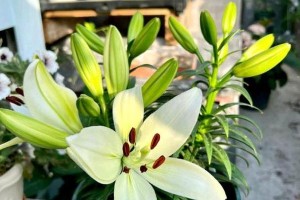 百合的栽种时间和管理方法详解（从选址到养护全方位解析百合的栽种和养护技巧）