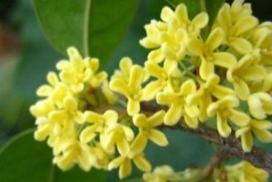 探寻桂花的生长环境（桂花的生长地方条件及栽培技巧）
