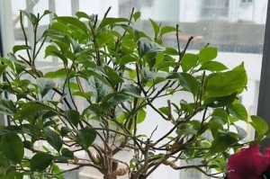 茶叶水不仅可以喝，还能浇花！（探究茶叶水对三角梅的养护作用）