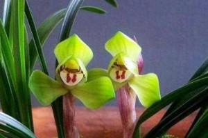 兰花的花语、象征意义与寓意（香气浓郁的兰花，传递的是什么信息？）