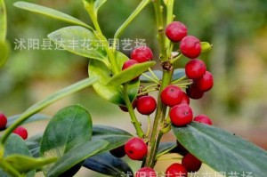 八角种子的种植方法（如何成功种植八角？）