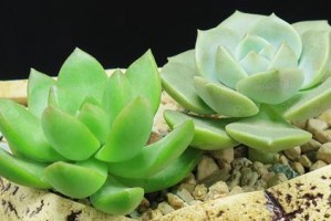 多肉小苗的养殖技巧（晒太阳是否适合多肉小苗生长？掌握这些技巧让你的多肉更健康！）