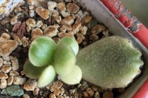 多肉雨滴叶插发芽全攻略（雨滴叶插多久能发芽？如何让多肉雨滴叶插快速成活？）
