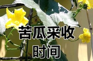 苦瓜种植全攻略