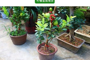 柠檬耐寒温度介绍（柠檬的适应环境和生长条件）