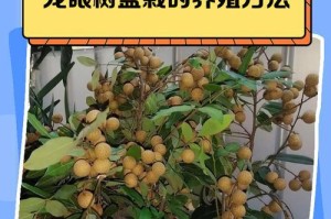 从龙眼籽到小盆花园（如何以龙眼籽为起点，打造一个迷人的小盆花园）