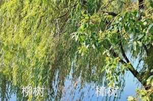 柳树的生长习性与环境条件（探究柳树在不同环境条件下的适应能力）