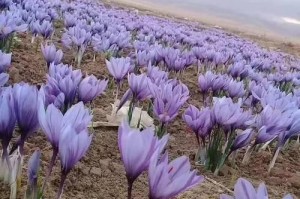 藏红花种子的最佳种植时间（什么时候种植最好？如何选择合适的时间？）