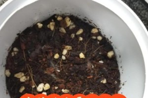 以波斯菊播种为主题的育种探究（探索波斯菊种子的种植技巧与育种方法）