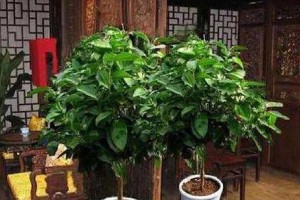 平安树快速生长的养护技巧（打造繁茂蓬勃的平安树，）
