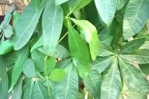 冬天发财树黄叶的救治（如何挽救发财树冬季黄叶问题）