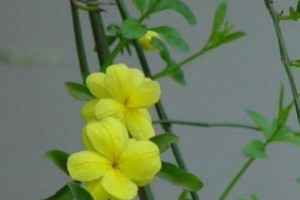 玉兰花的扦插方法（繁殖玉兰，掌握技巧）