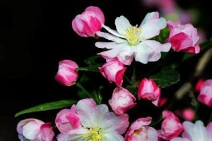 探秘海棠花的生长条件与特性（了解海棠花的关键成长环境及形态特征）