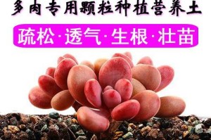 龙骨花土配制方法，让你的植物健康成长（掌握龙骨花土配制技巧，打造适合植物生长的土壤）
