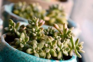 姬秋丽的养护指南（打造健康长寿的多肉植物）