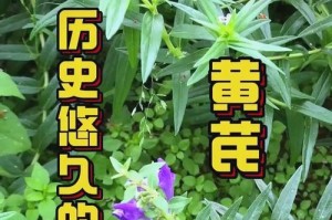 黄芪产地分布及生长环境研究（黄芪在哪里生长？产自哪些地方？）