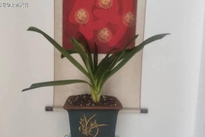 可以浇啤酒的君子兰——独特的养护方法（揭秘君子兰与啤酒的神奇关系，让你的花儿更健康）