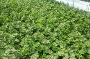 西芹何时上市？（了解西芹成熟季节，享受美味佳肴）