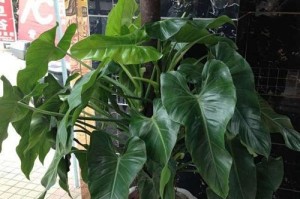 绿花叶养护指南（打造绿意盎然的室内花园）