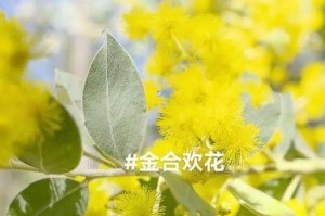 金合欢花期是什么时候？（金合欢花期的特点和观赏价值）