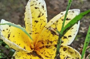 鸡蛋花，一种清香扑鼻的美丽花卉（花香宜人，身心愉悦；多种功效，医食两用）