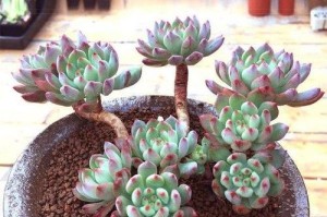 蓝苹果的养殖与养护方法详解（适合新手的水果树种，轻松打造果园）