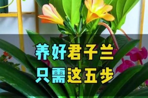 以君子兰怎么养才能长得更大（打造健康的君子兰——关键是科学的养护方法）