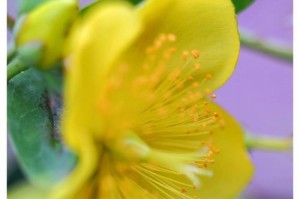 金丝桃开花时间及生长特点详解（了解金丝桃的开花时间和栽培技巧，让你的花园更美丽）