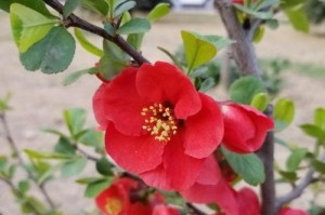 海棠花的生长条件和特性（探究海棠花的生长环境及美丽特点）
