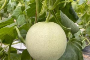 北方甜瓜种植指南（掌握种植技巧，丰收甜美果实）