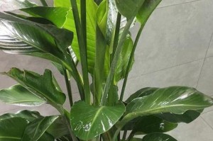 天堂鸟换盆后的养护技巧（浇水不可少，要注意这些细节）