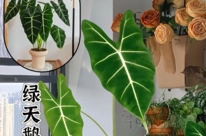 海芋的养殖方法（让你的海芋健康快乐成长）