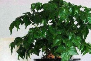 红雪花打顶时间及方法步骤详解（如何正确打顶红雪花？打顶时间要注意什么？）