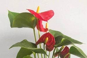 红掌汁液溅入眼睛急救方法（应对红掌汁液溅入眼睛的紧急情况）
