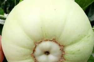 甜瓜的种植技巧——合适的播种时间（春季还是夏季？甜瓜种植时间的选择）