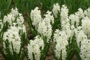 风信子——清新淡雅的春季花卉（花形色彩丰富，栽培简单易行）