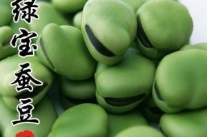 蚕豆的最佳播种时间剖析（如何选取最适宜的播种时间）