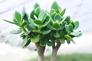 玉树的花期（揭秘玉树的四季美景）