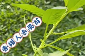 人参种植全攻略（从时间到技术，助你轻松种植人参）