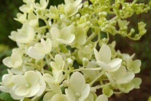 白丁香花的开花周期（一年开几次花？了解白丁香花的生长特性）