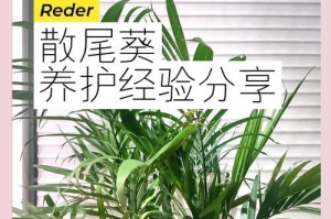 如何正确修剪以风尾葵（一步步教你打造理想的以风尾葵造型）