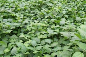 黄豆的分类和特点（黄豆是被子植物吗？黄豆的营养价值和种植情况）